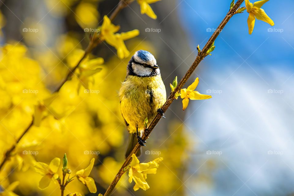 chickadee