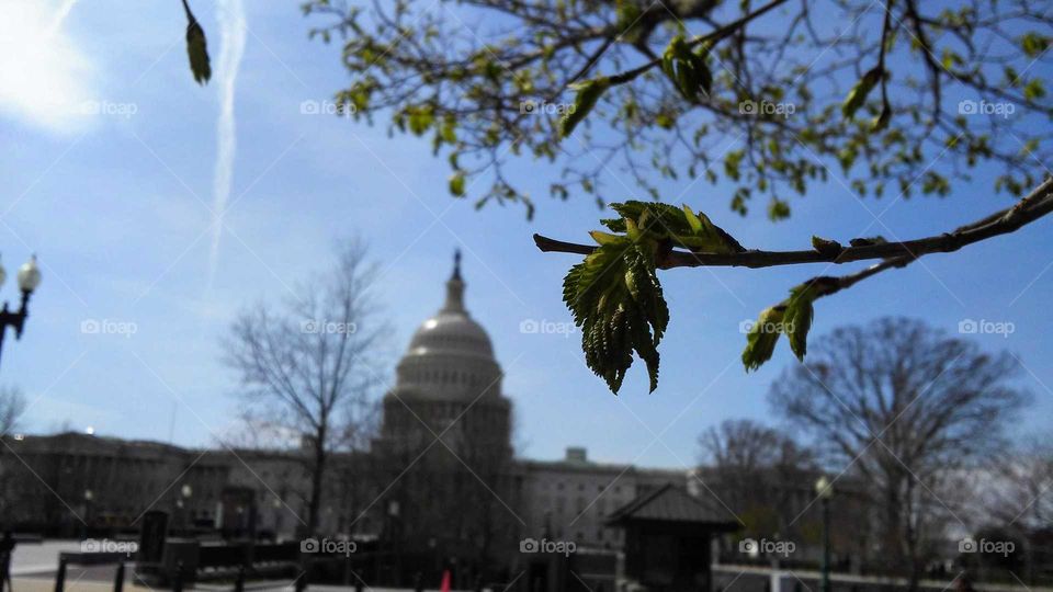 Spring at the Capitol, US Capitol, Washington DC, USA
