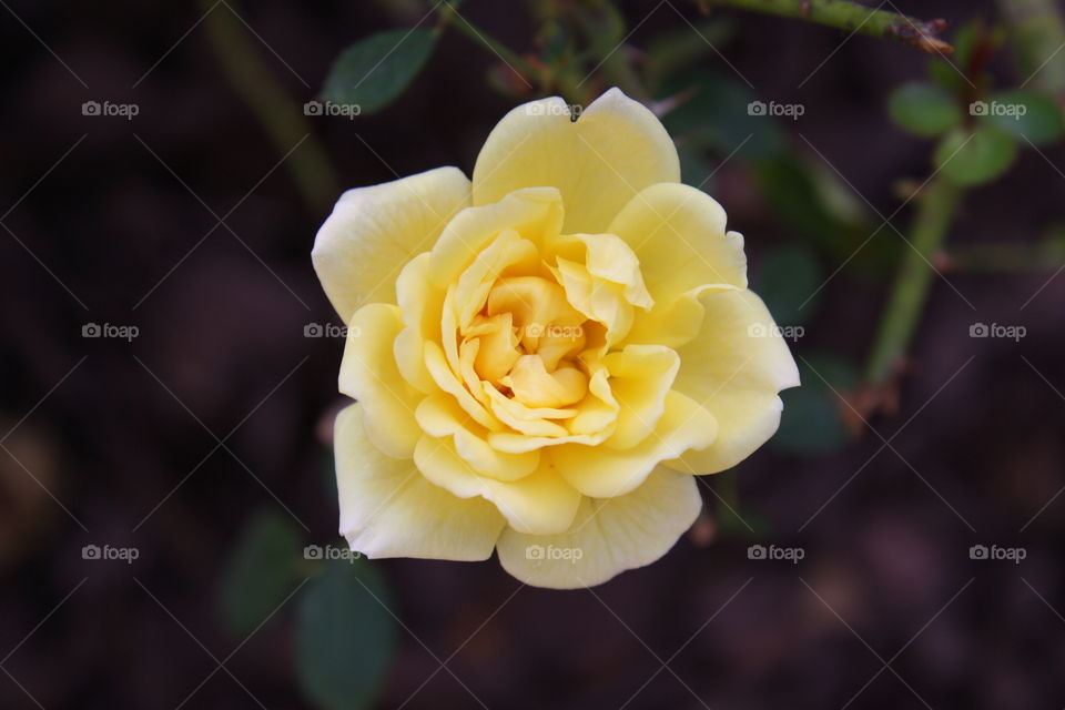 Closeup of yellow miniature rose with interior petals waiting to bloom