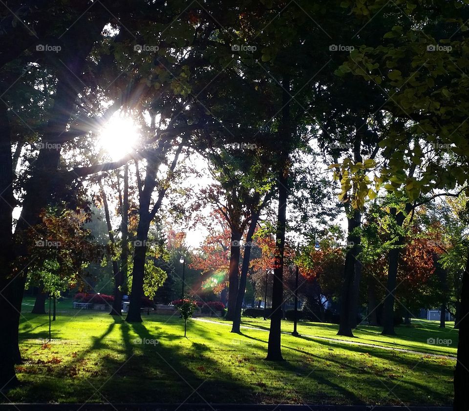 Morning Autumn Park View