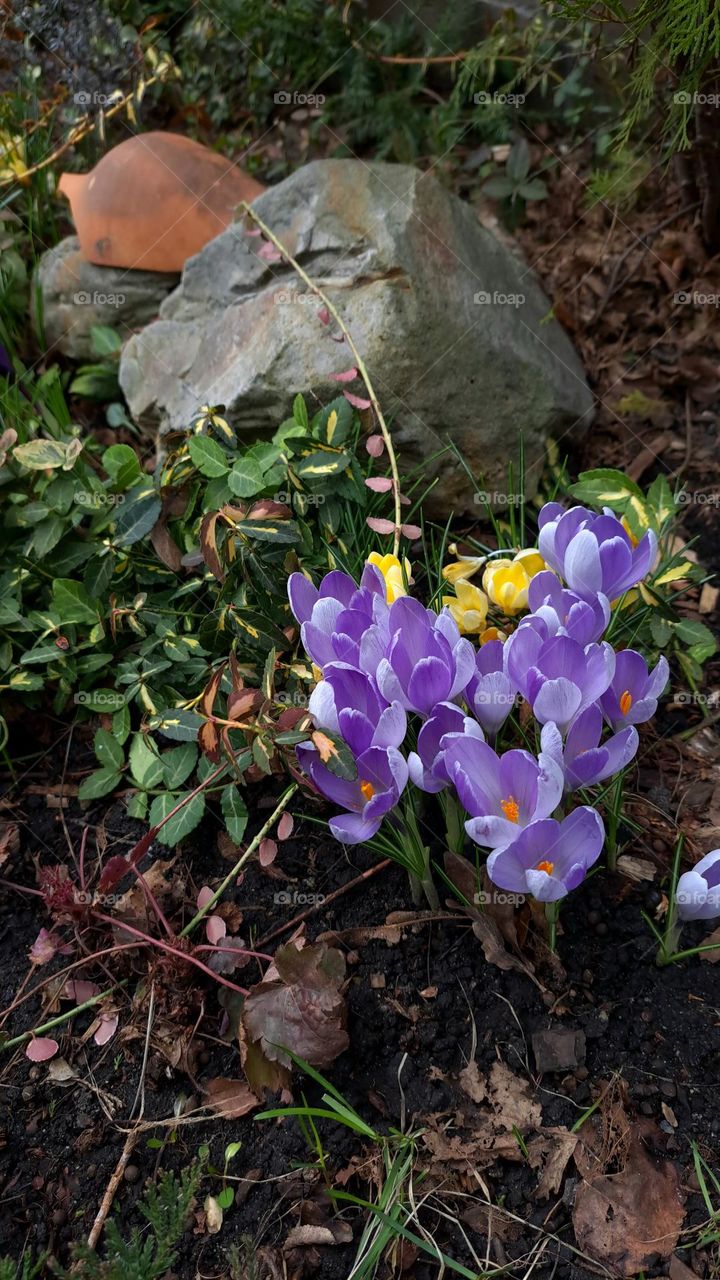 flowers