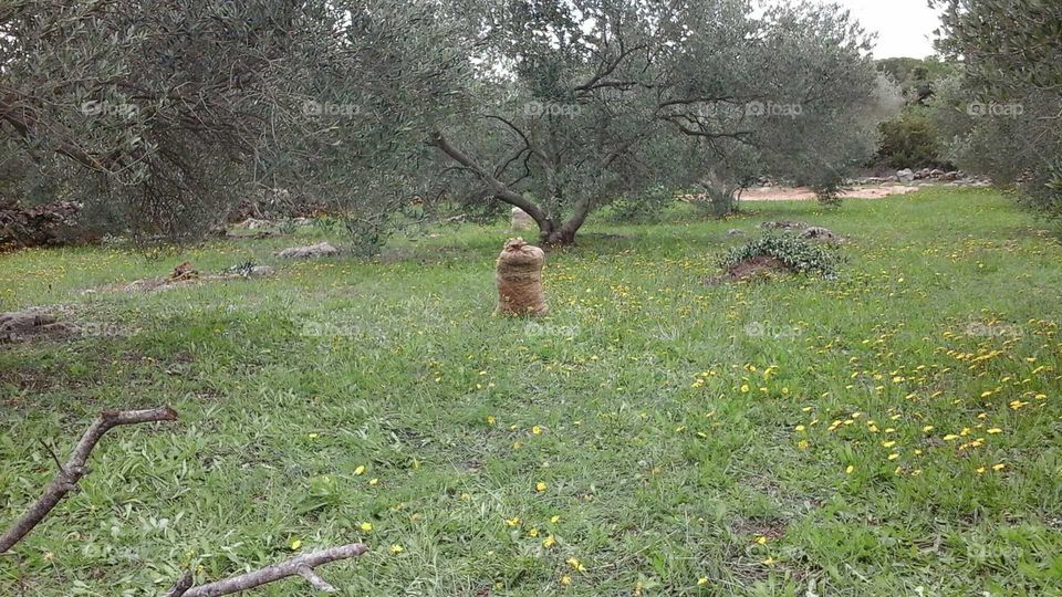 harvest of olives