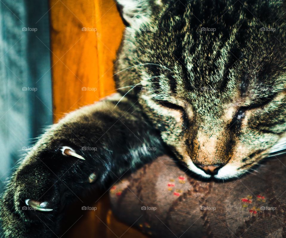 Do not touch the lion while sleeping! 😁