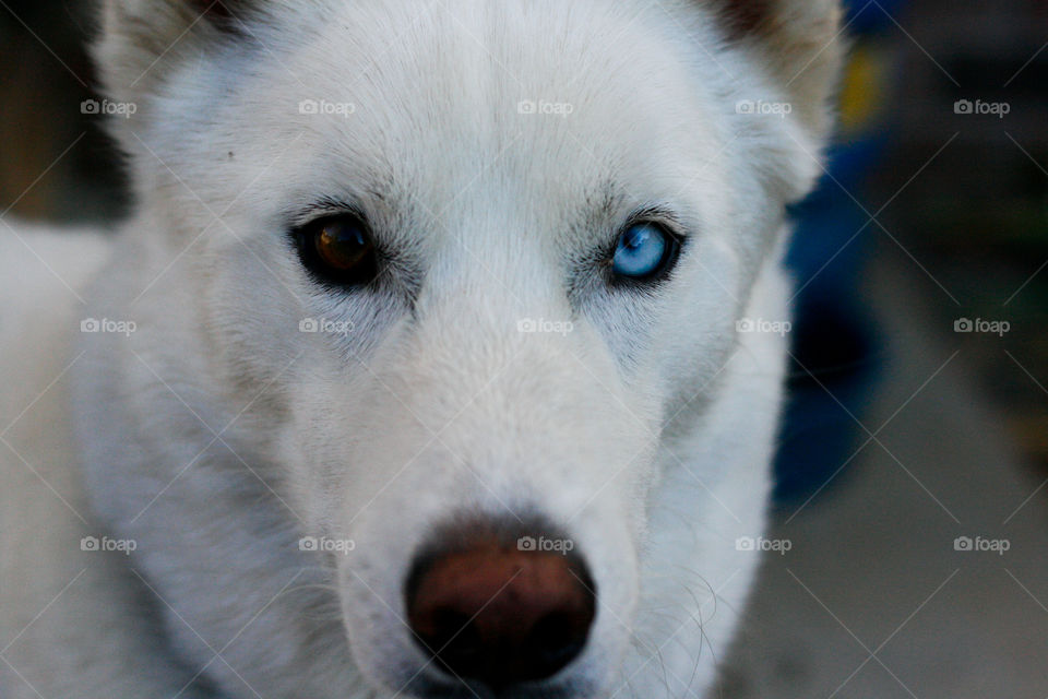 Husky with a genetic mutation