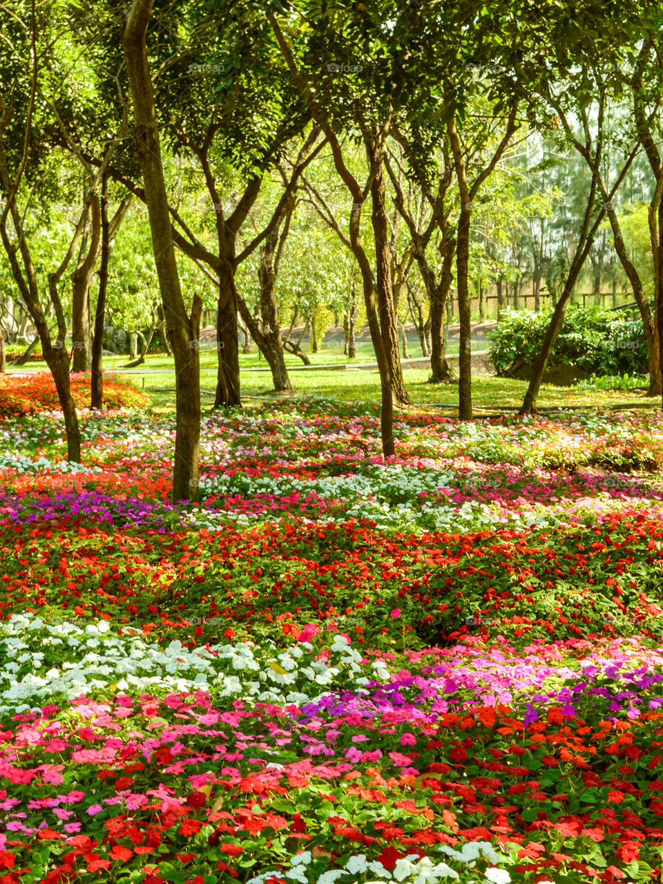 flower garden