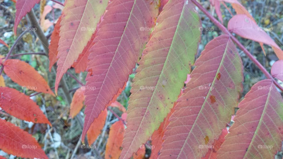 Fall Leaves. fall in Wisconsin