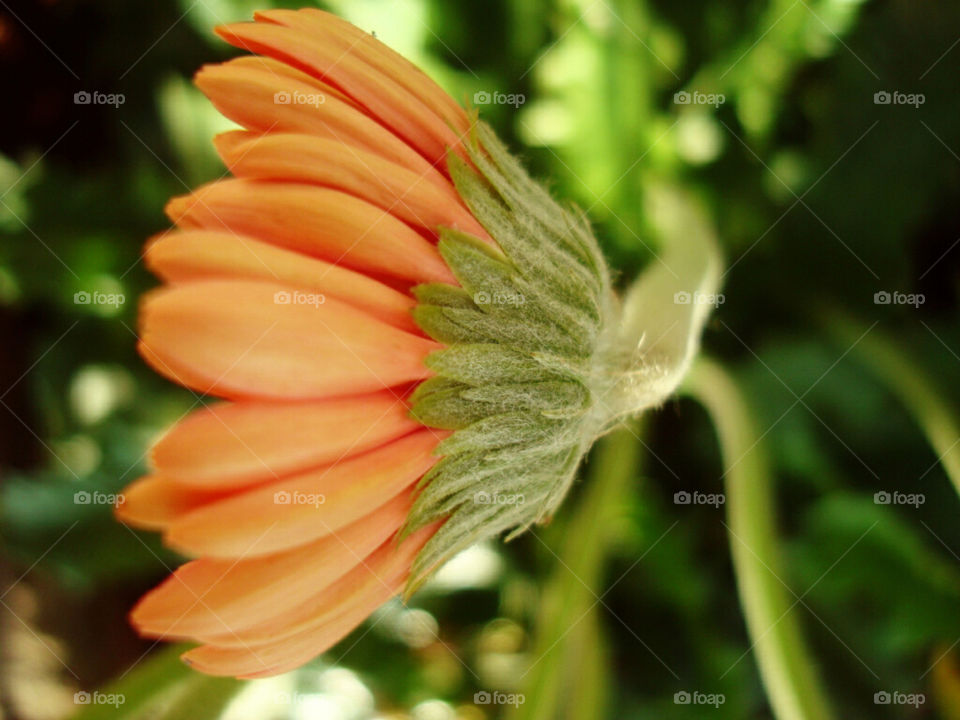 Dahlia 
Dahlias are annual blooming plants, with mostly tuberous roots.