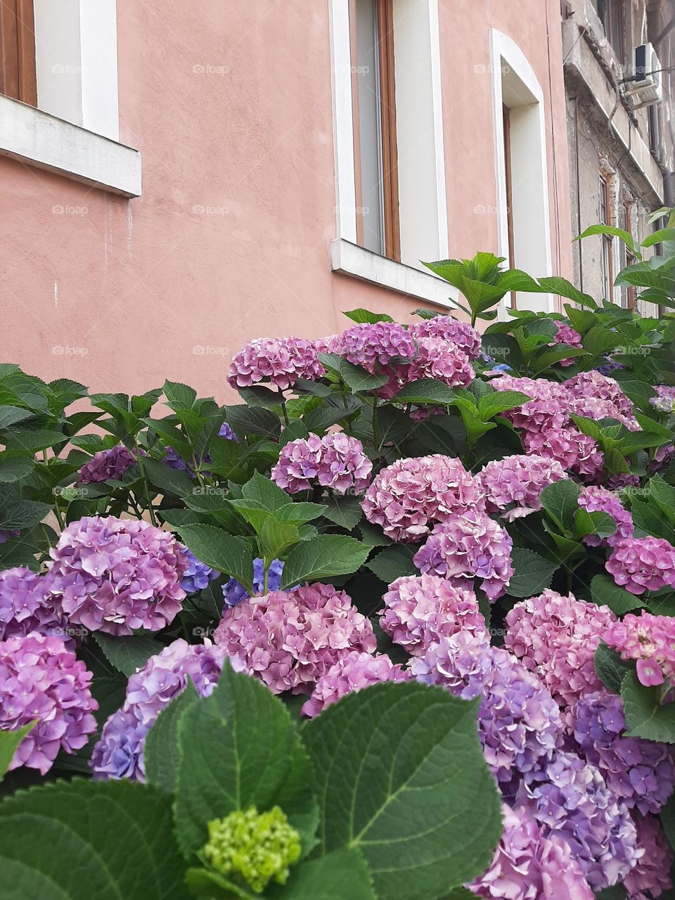 pink, purple, blue peonies