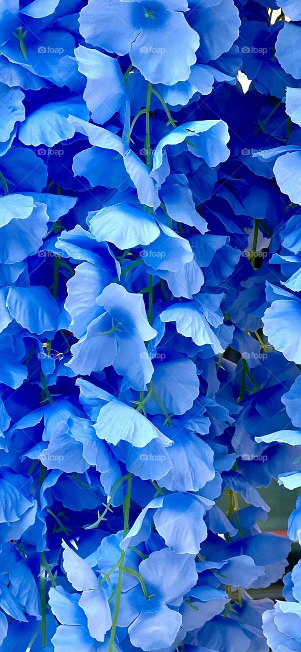 Background of blue flowers. Abstraction