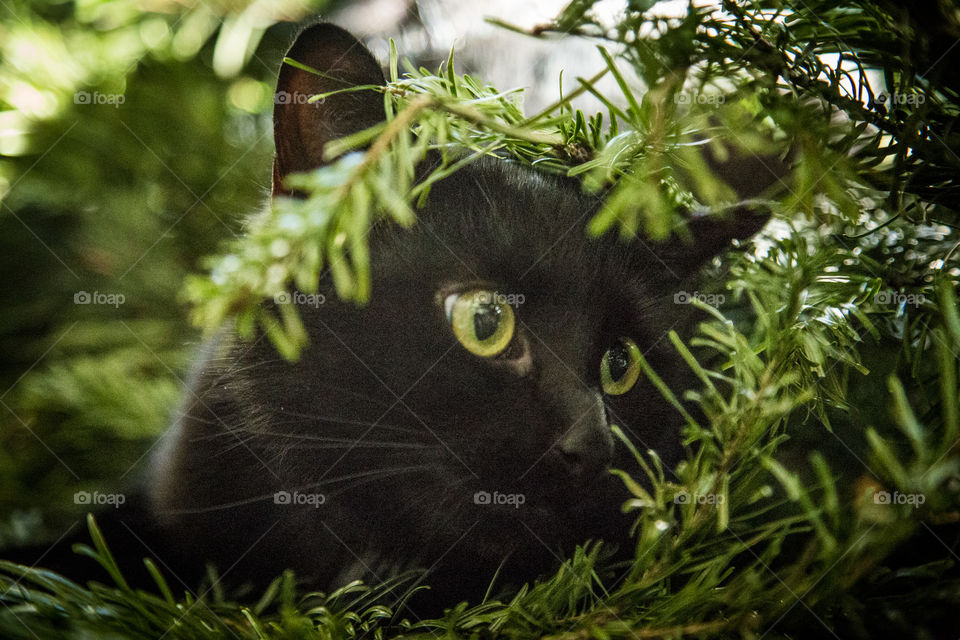 Cute black kitten in a Christmas tree. An animal portrait. Cat is black.