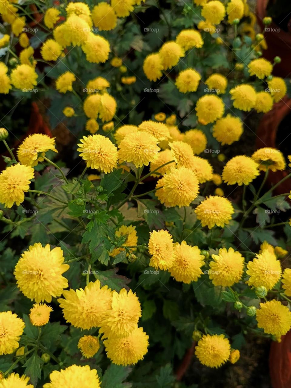 Those flowers are absolutely stunning! They bring so much color and beauty to the garden. Nature truly knows how to paint a masterpiece.