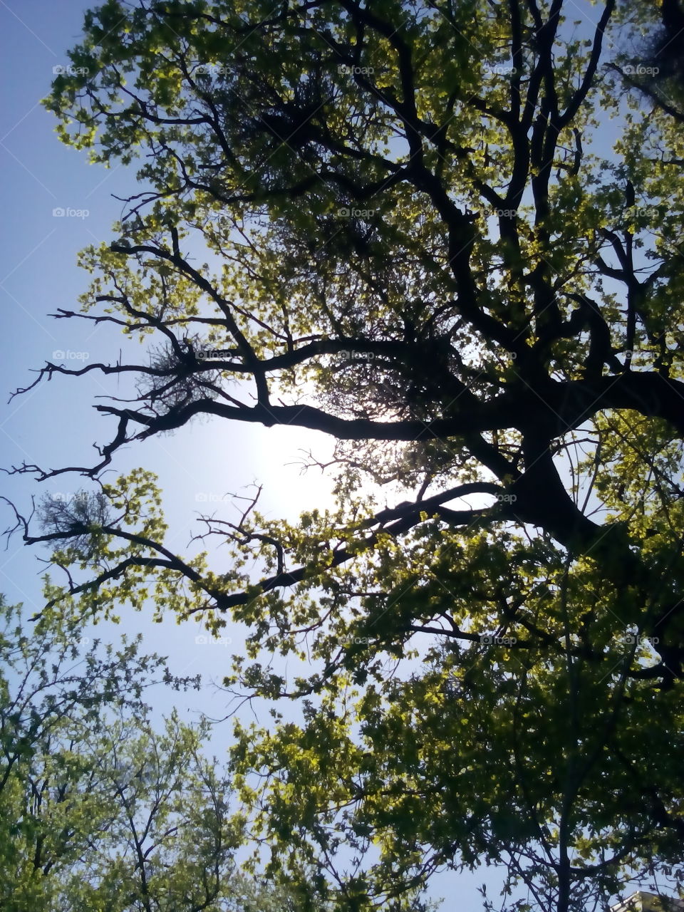 Beautiful tree. This tree is the biggest and oldest tree in my village.