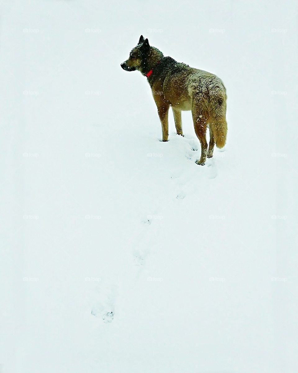 dog and the snow