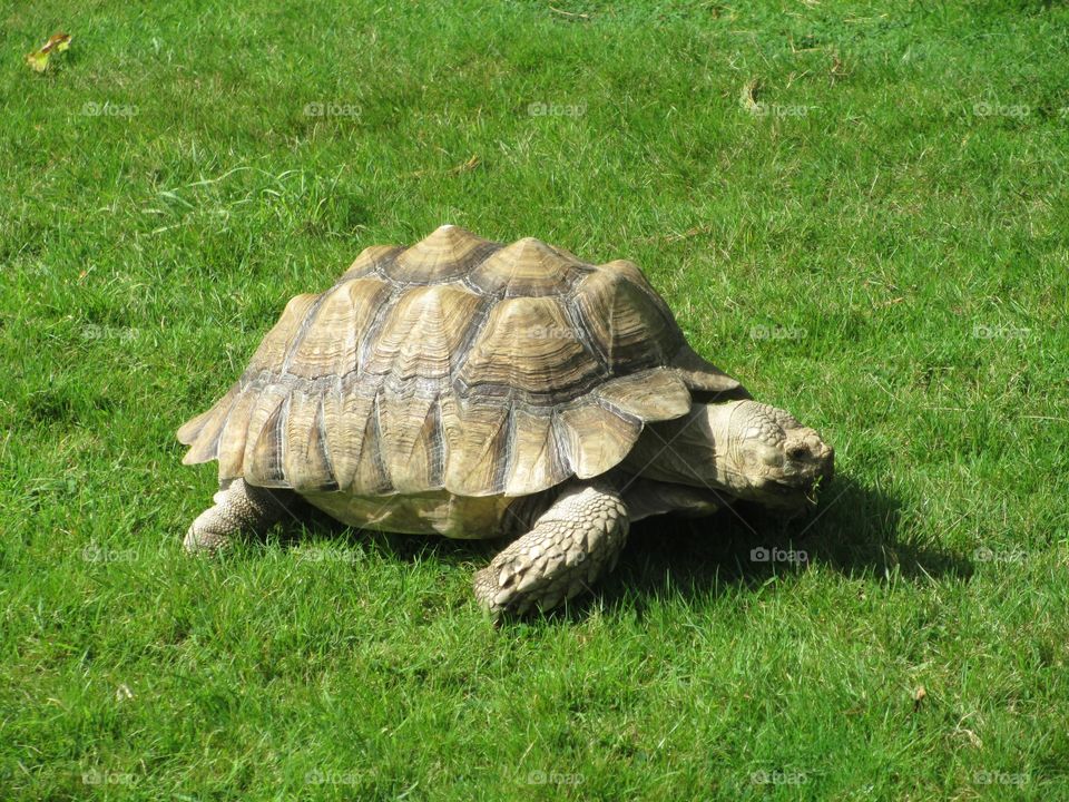 Tortoise