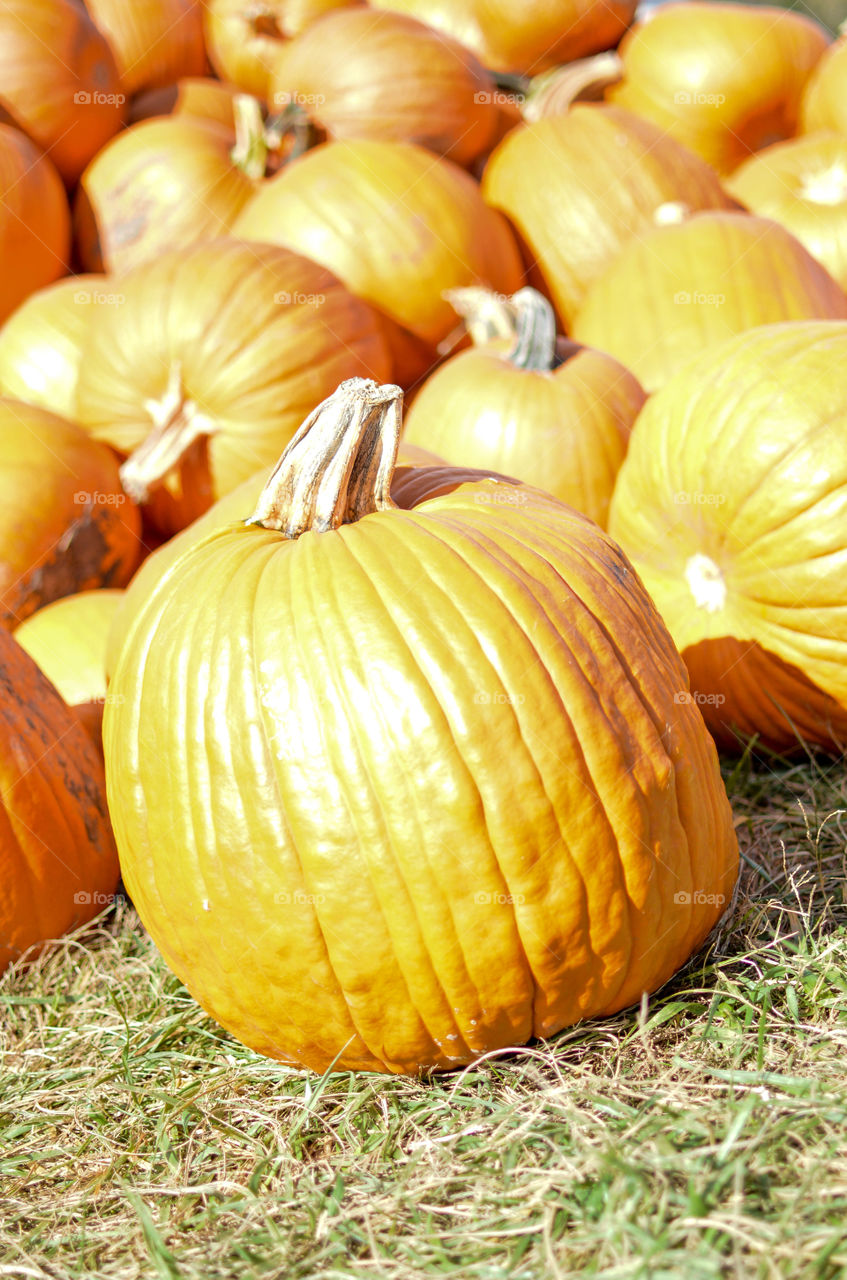 Pile of orange pumpkins in the sunlight