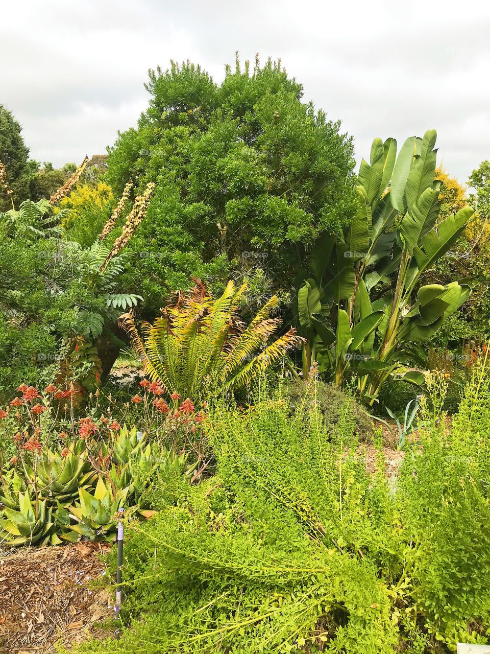 Beautiful California plants at the San Diego arboretum botanical garden nature photograph  