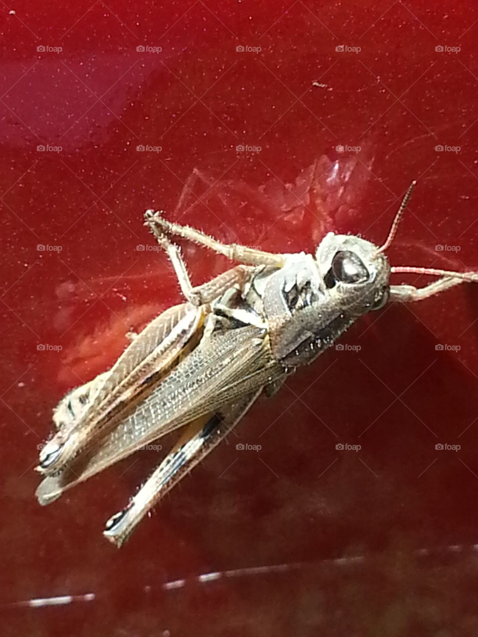 Grasshopper Close up - how do I look?