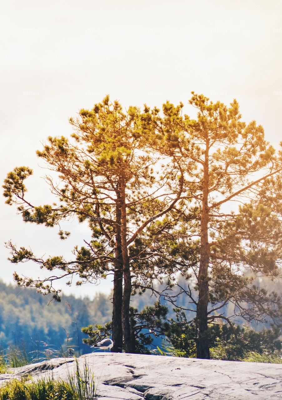 Sunlight over trees at park