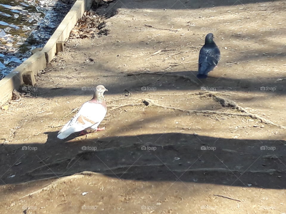 park spring time sun sunny colors colorful nature wild plants flowers amazing stunning cool nice weather hot lovely sky forest grass view splendid