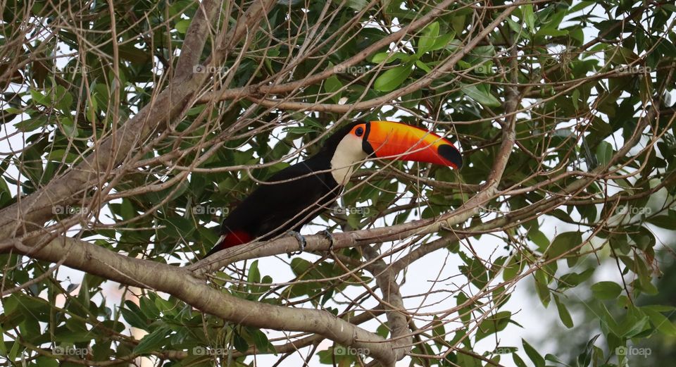 Tucano Toco