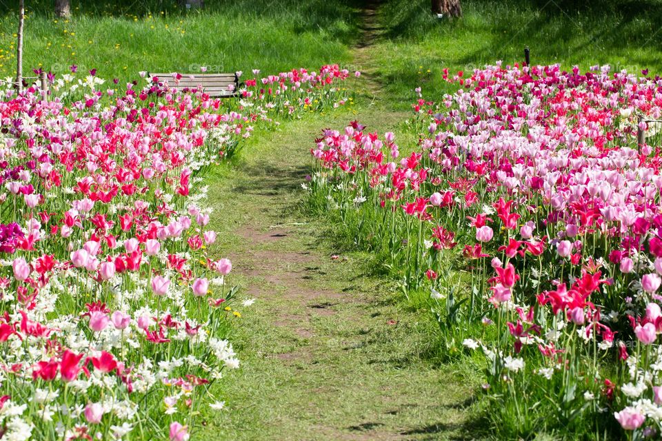 Path through a field of beautiful pink blooming tulips on a sunny day at spring 