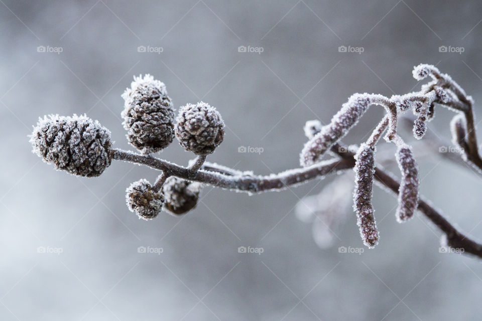 Frost on tree branch -alder catkins