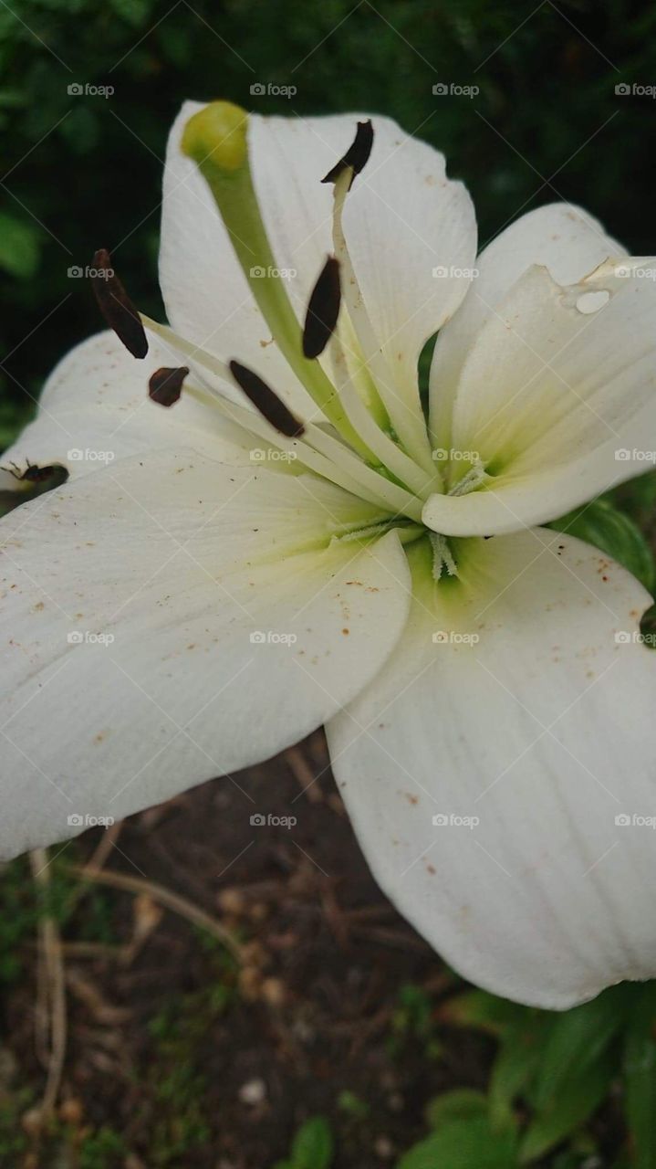 White lily pollen 