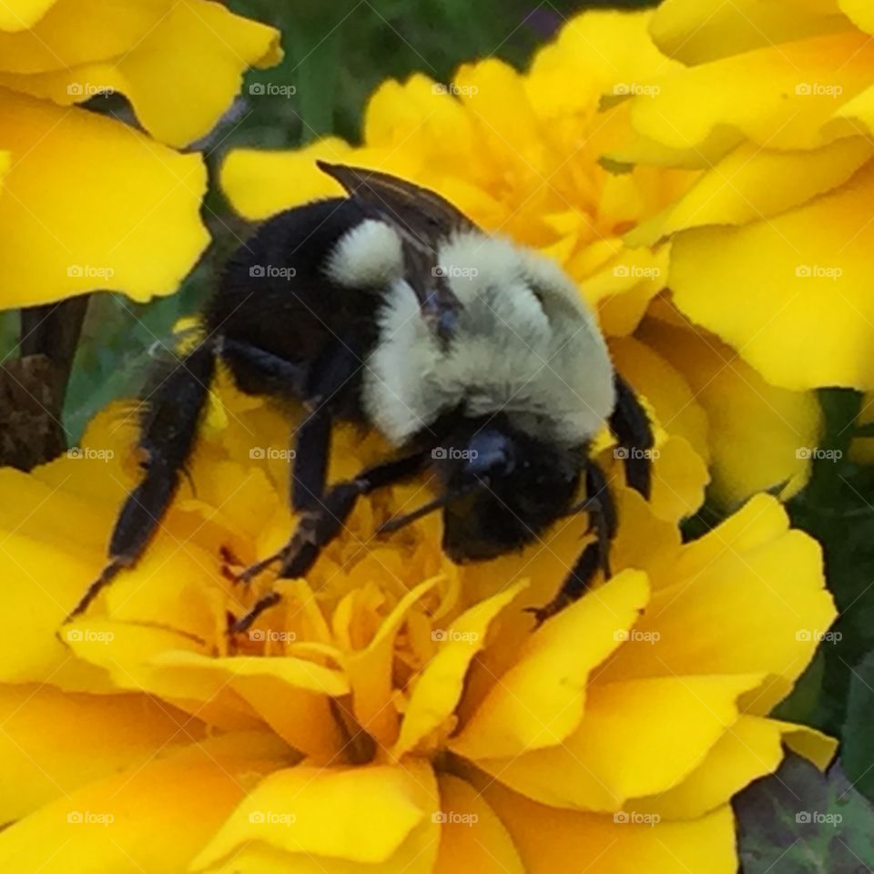 Bee and Marigold