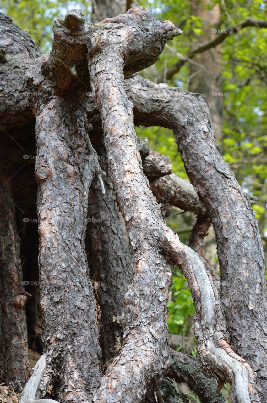 roots of pine