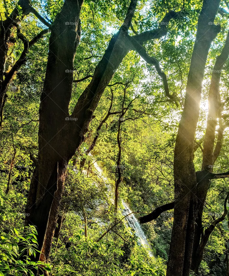 forest