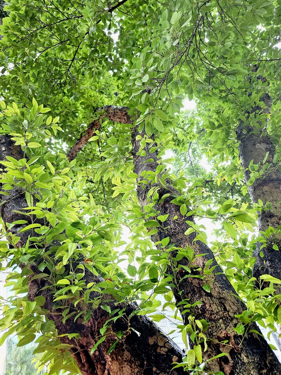 Green leaves trees in the city