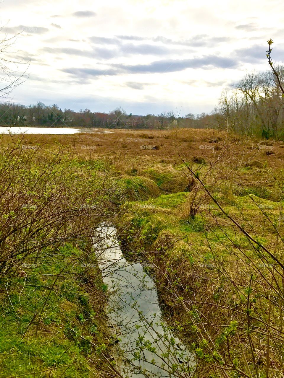 Green  pond