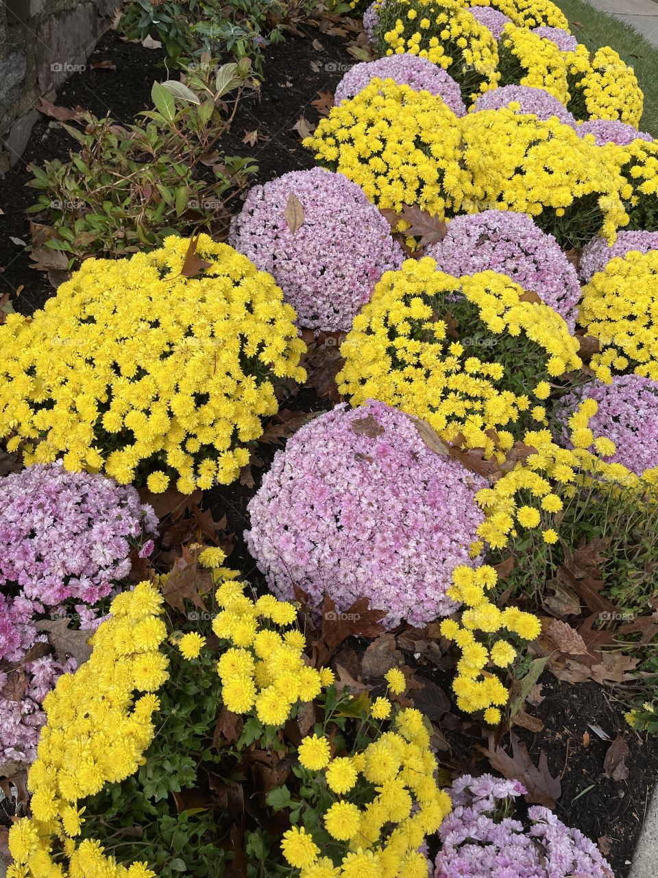 Hello Yellow and Violet