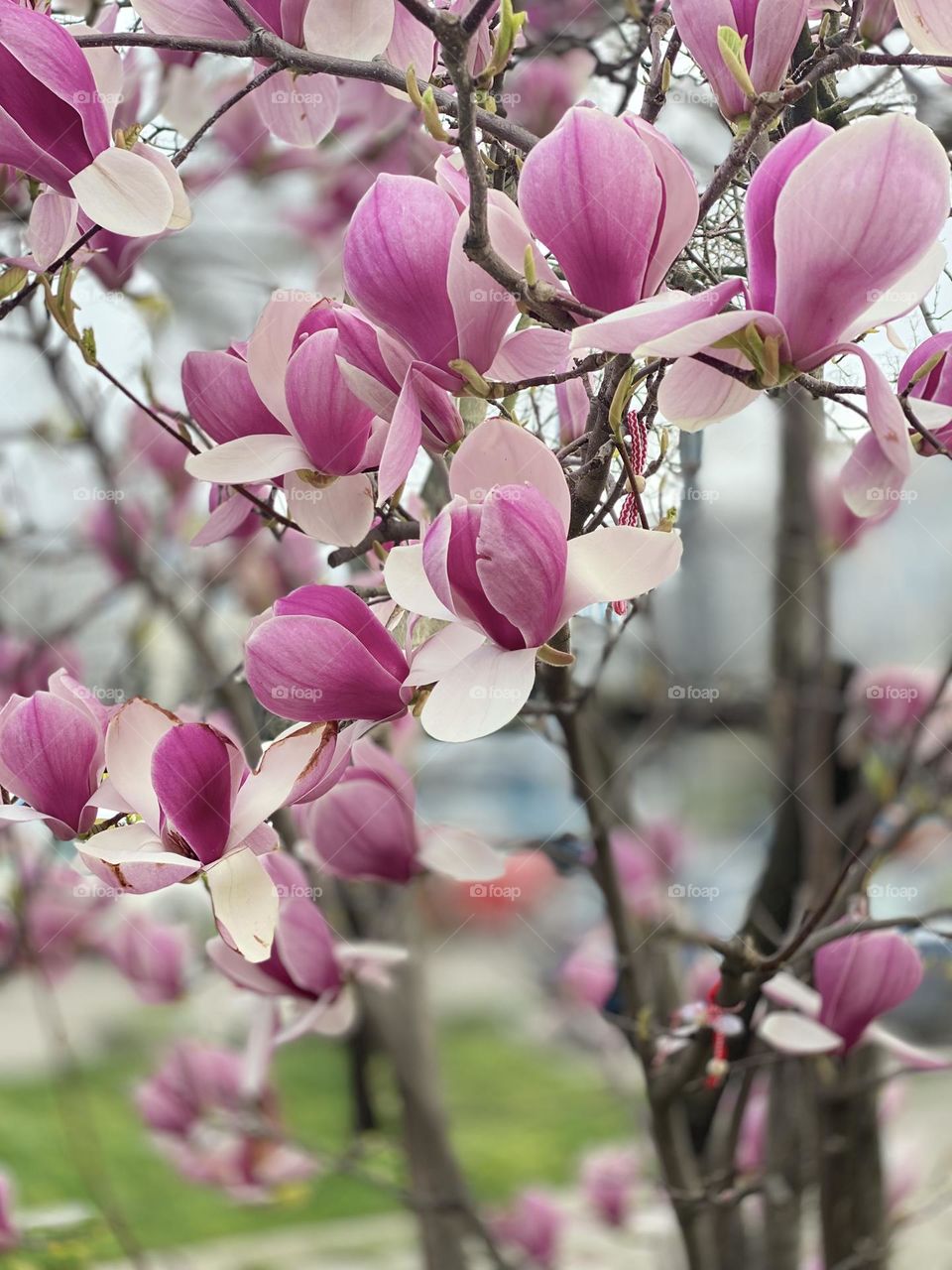 Magnolia tree