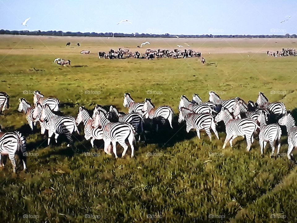África  família de zebras