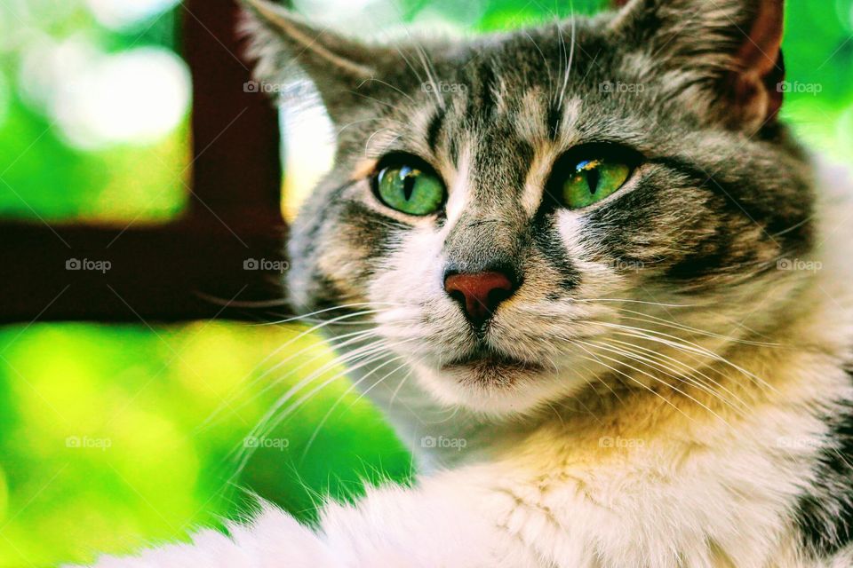 Close-up of tabby cat