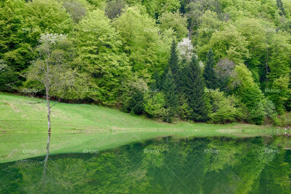 Écrin de verdure en vallée verte (Alps, France)