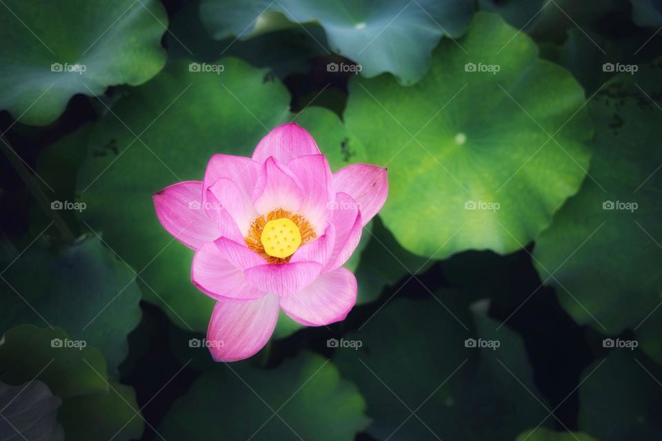 lotus