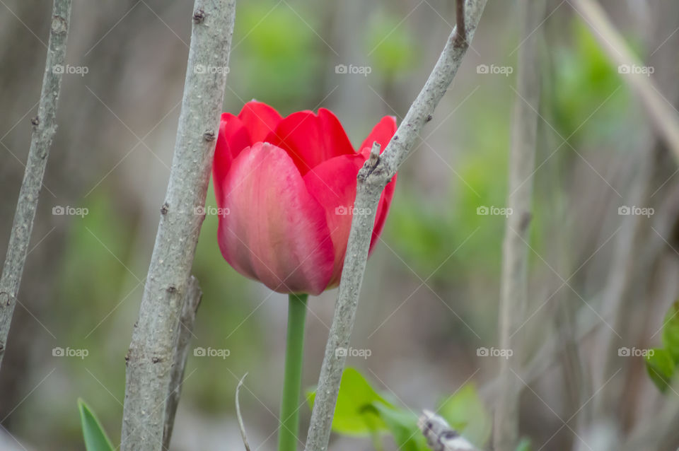 Single Pink tulip isolated growing in woods bright color contrast in environment simple nature peaceful photography 