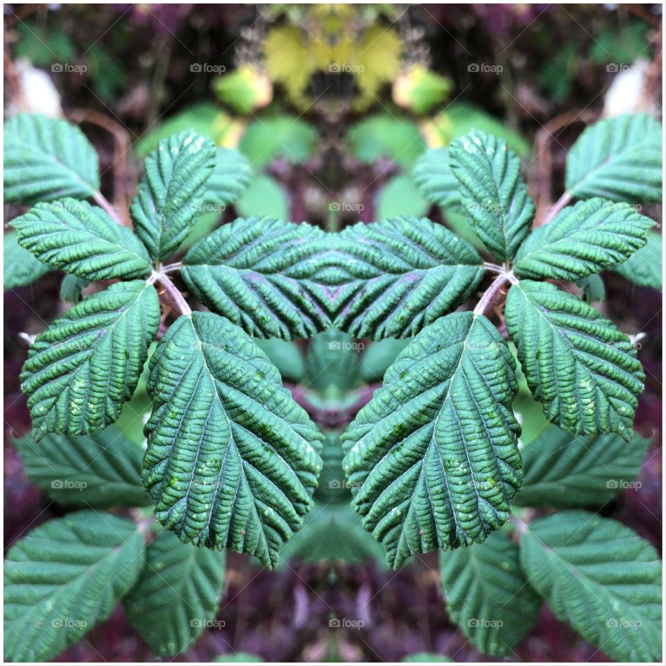 Brombeerblätter, grün, Spiegelbild 