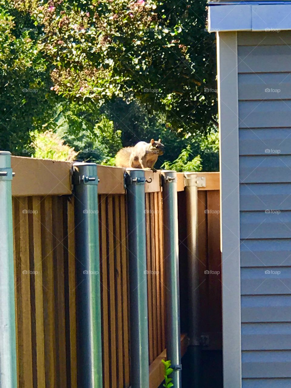 Squirrel on the fence