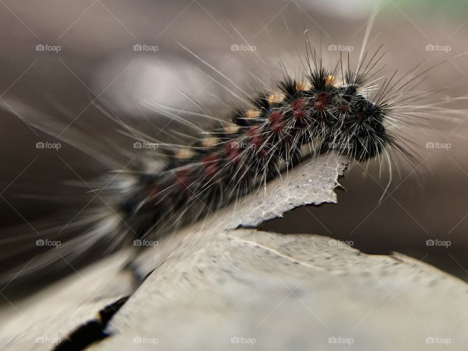 Little beautiful caterpillar | Photo with iPhone 7 + Macro lens.