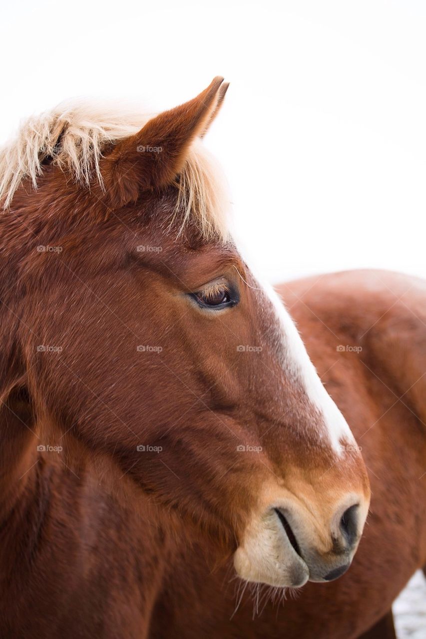 Close-up of a horse