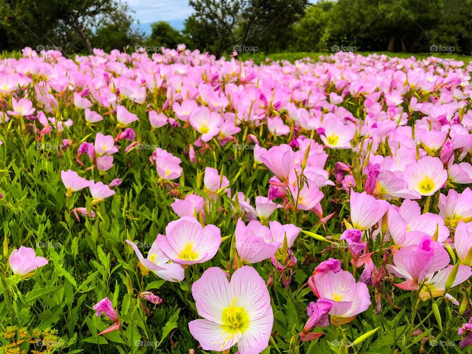 Pink bloom in summer