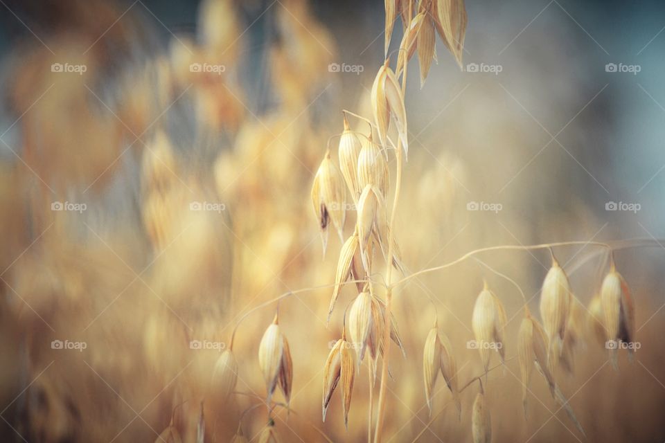 Close-up of oats