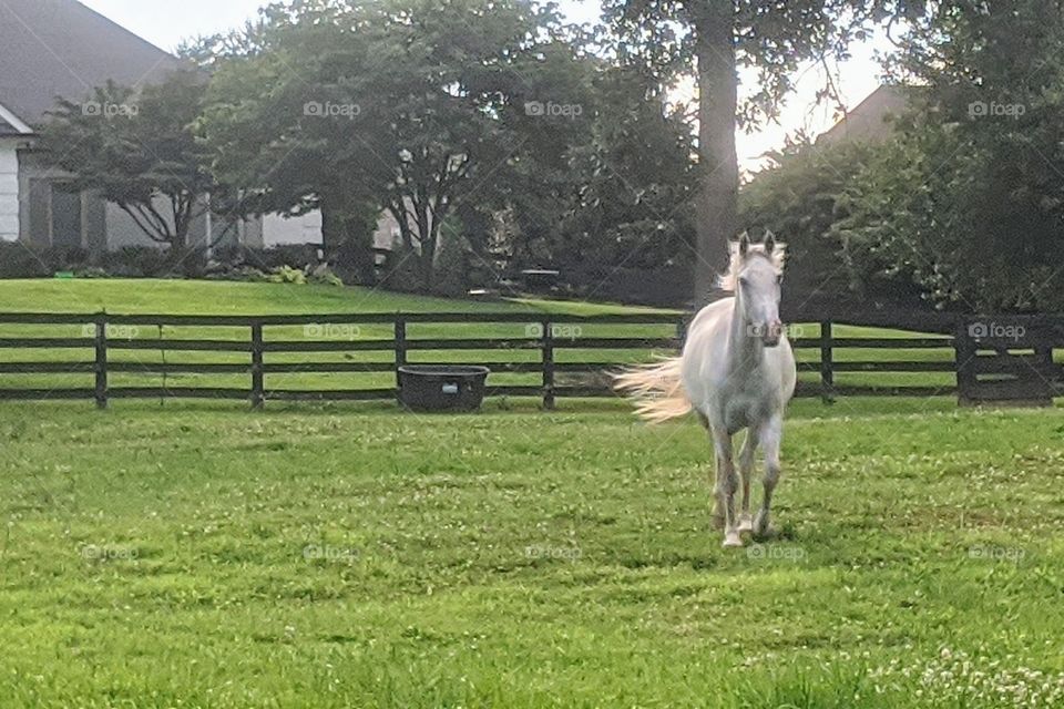 Evening stroll in the pasture