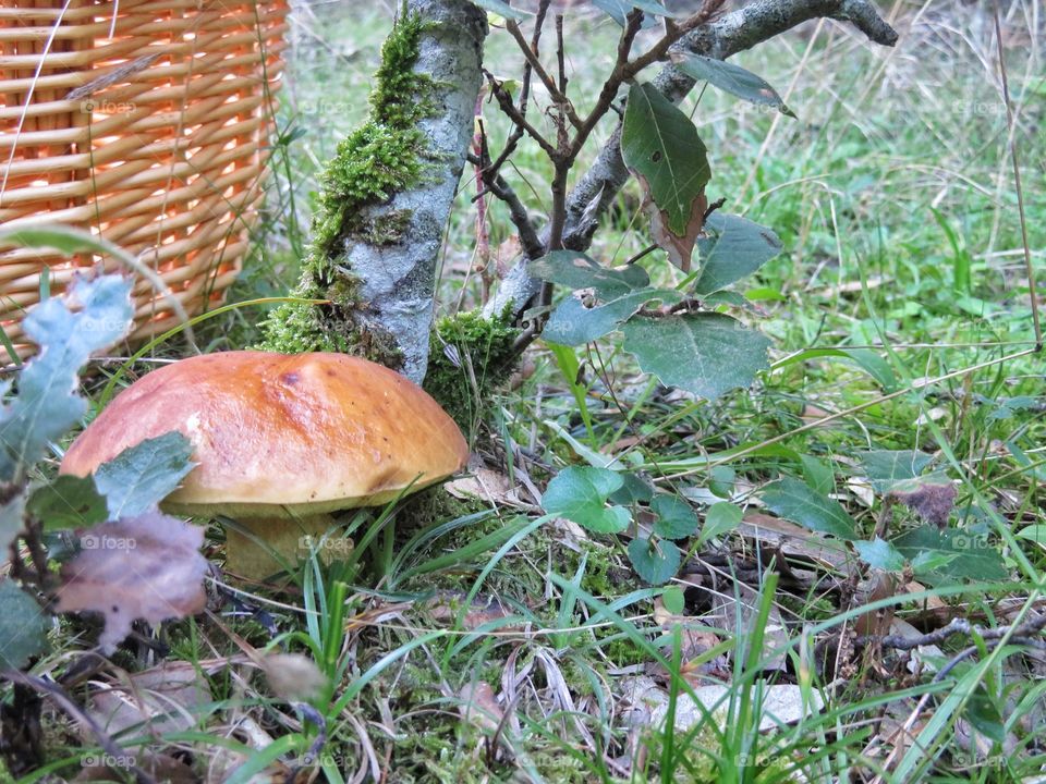 Boletus Fragrans, Edible mushroon - Sardinia ITALY