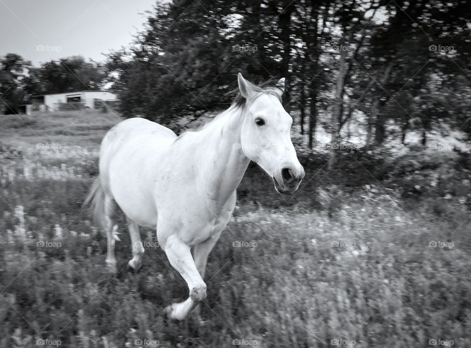 Gray Horse Running in a Pasture in Black and White