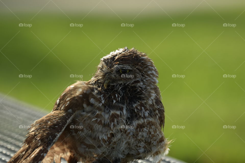 Sunbathing Owl