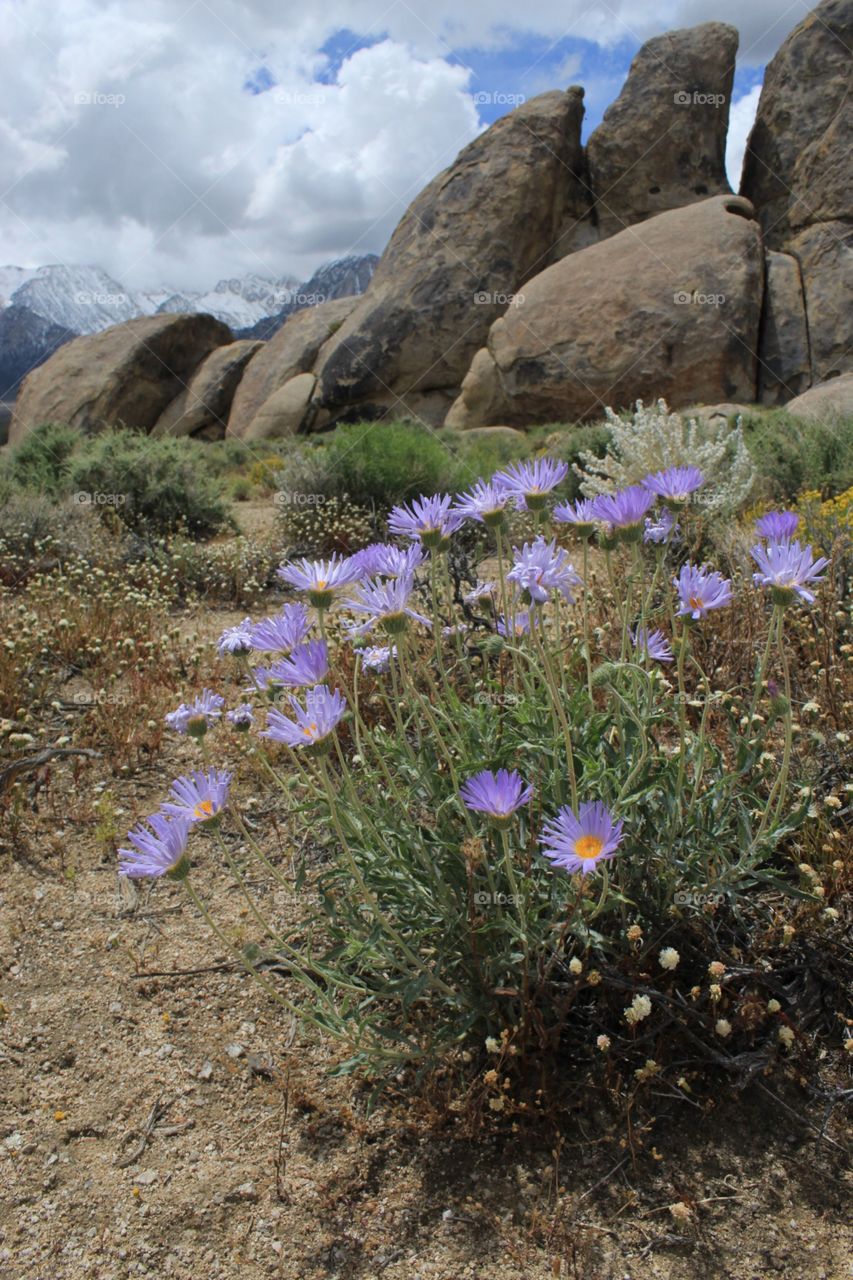 Asters in bloom in the Alabama Hills near Mt. Whitney in the Eastern Sierra of California